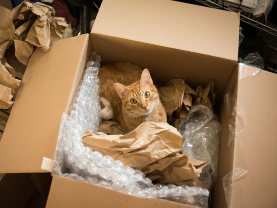Cat in a box moving services